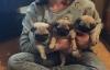Puppies for sale Kyrgyzstan, Osh Pug