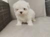 Puppies for sale Italy, Monza Maltese