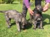 Puppies for sale Italy, Rome Irish Wolfhound