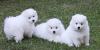 Puppies for sale Italy, Rome Japanese spitz