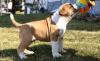 Puppies for sale Italy, Rome Other breed, Alapaha Blue Blood Bulldog