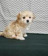 Puppies for sale Italy, Rome Mixed breed, maltipoo