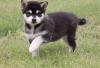 Puppies for sale Italy, Rome Kai, alaskan klee kai