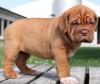 Puppies for sale Italy, Rome Bordeaux Dog