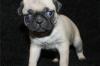 Puppies for sale Uzbekistan, Andijan Pug