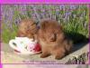 Puppies for sale Poland, Opole Pomeranian Spitz