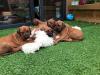 Puppies for sale Italy, Naples Rhodesian Ridgeback