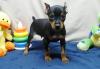 Puppies for sale Italy, Naples Miniature Pinscher