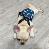 Puppies for sale Denmark, Aalborg French Bulldog