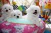 Puppies for sale Italy, Naples Maltese