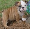 Puppies for sale Italy, Naples English Bulldog