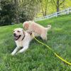 Puppies for sale Spain, Granada Golden Retriever