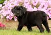 Puppies for sale Italy, Naples Italian Corso Dog