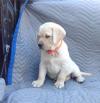 Puppies for sale Netherlands, Borne Golden Retriever