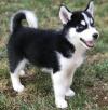 Puppies for sale Italy, Naples Haski, siberian husky