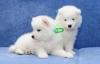 Puppies for sale Italy, Naples Samoyed dog (Samoyed)