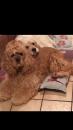 Puppies for sale Estonia, Sillamyae Cocker Spaniel