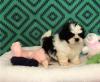 Puppies for sale Netherlands, Amsterdam Shih Tzu