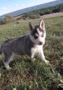 Puppies for sale Germany, Dortmund Other breed