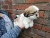 Puppies for sale Italy, Naples Lhasa Apso