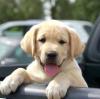 Puppies for sale Italy, Bologna Labrador Retriever