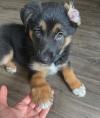 Puppies for sale Italy, Palermo German Shepherd Dog