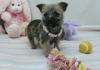 Puppies for sale Italy, Naples Kern-terrier, Cairn Terrier