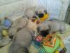 Puppies for sale Russia, Archangel Pug