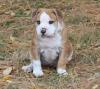 Puppies for sale Cyprus, Protaras Other breed, Alapaha Blue Blood Bulldog