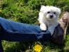 Puppies for sale Netherlands, Groningen Maltese