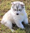 Puppies for sale Turkmenistan, Dashoguz , siberian husky