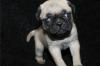 Puppies for sale Russia, Cherepovets Pug
