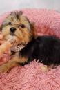 Puppies for sale Italy, Cortina d'ampetso Yorkshire Terrier