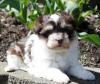 Puppies for sale Cyprus, Nicosia Havanese