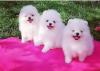 Puppies for sale Italy, Turin Pomeranian Spitz