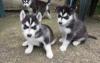Puppies for sale Italy, Genoa Other breed