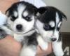 Puppies for sale Czech Republic, Prague Haski