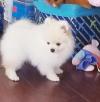 Puppies for sale Poland, Warsaw Pomeranian Spitz