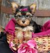 Puppies for sale France, Paris Yorkshire Terrier