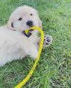 Puppies for sale Denmark, Aalborg Golden Retriever