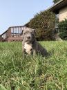 Puppies for sale France, Limoges American Pit-Bull Terrier