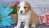 Puppies for sale France, Paris , cavapoo
