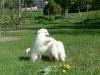 Puppies for sale Italy, Turin Eskimo dog
