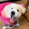 Puppies for sale Cyprus, Limassol Golden Retriever