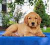 Puppies for sale Denmark, Kopenagen Golden Retriever