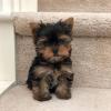 Puppies for sale Italy, Turin Yorkshire Terrier