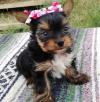 Puppies for sale Netherlands, Eindhoven Yorkshire Terrier
