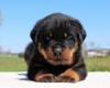 Puppies for sale Sweden, Norcheping Rottweiler