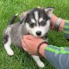 Puppies for sale Tajikistan, Dushanbe Other breed, pomskys