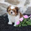 Puppies for sale Cyprus, Larnaca Shih Tzu